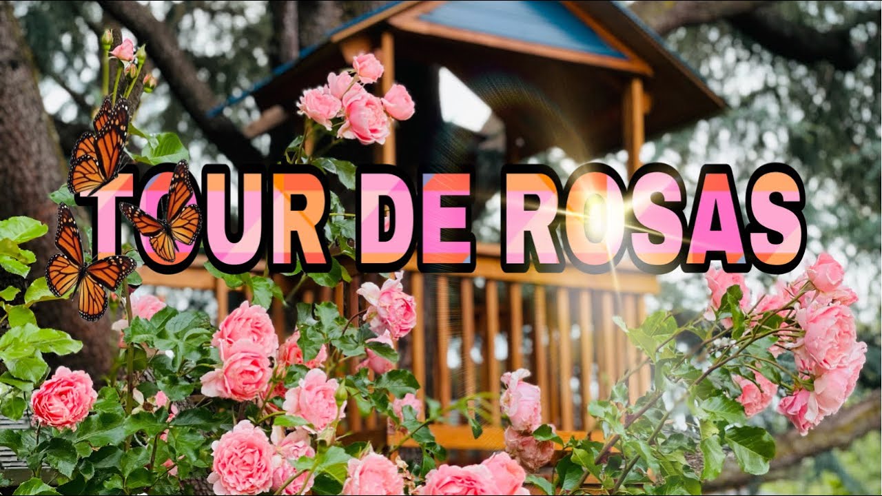 Tour De Rosas, diferente variedades y diferente colores