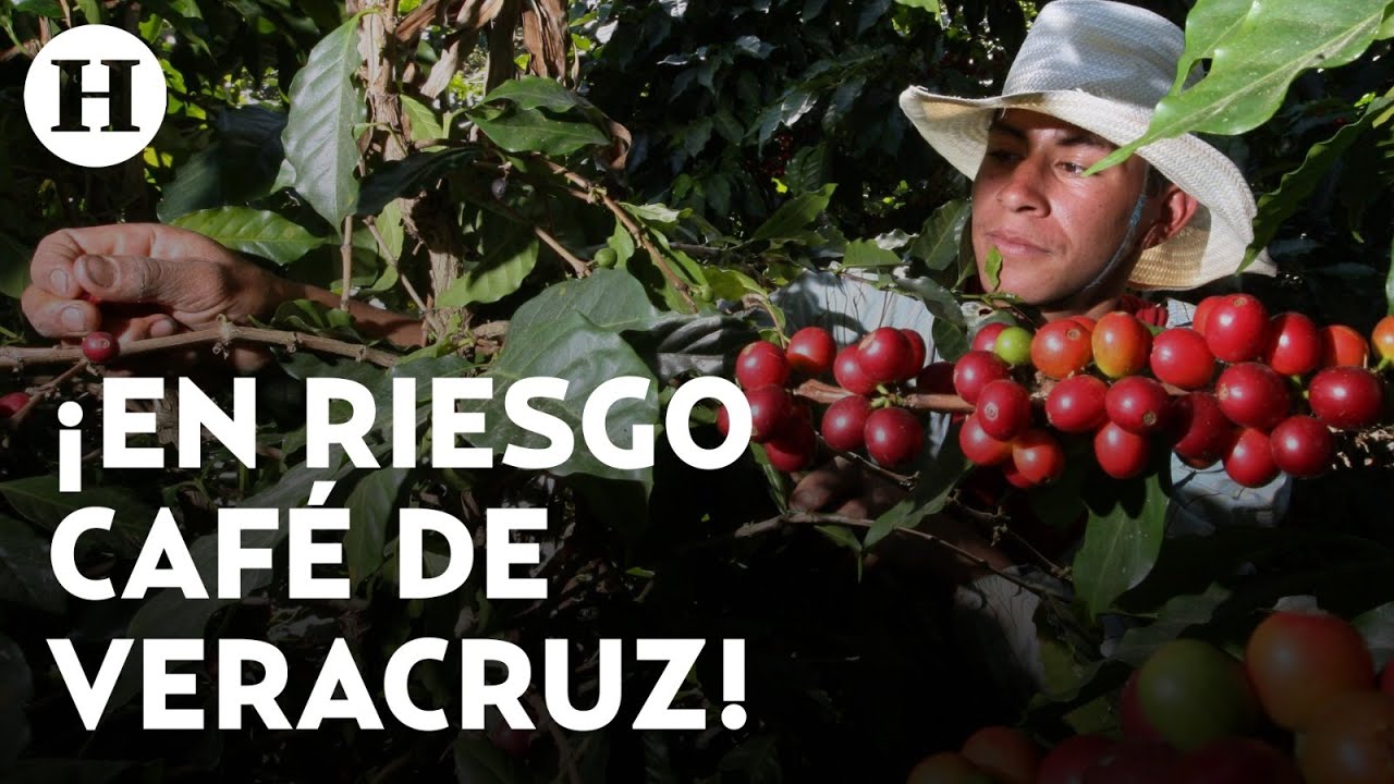 Productores de Veracruz aseguran que cultivos de café están en riesgo a causa de grandes empresas