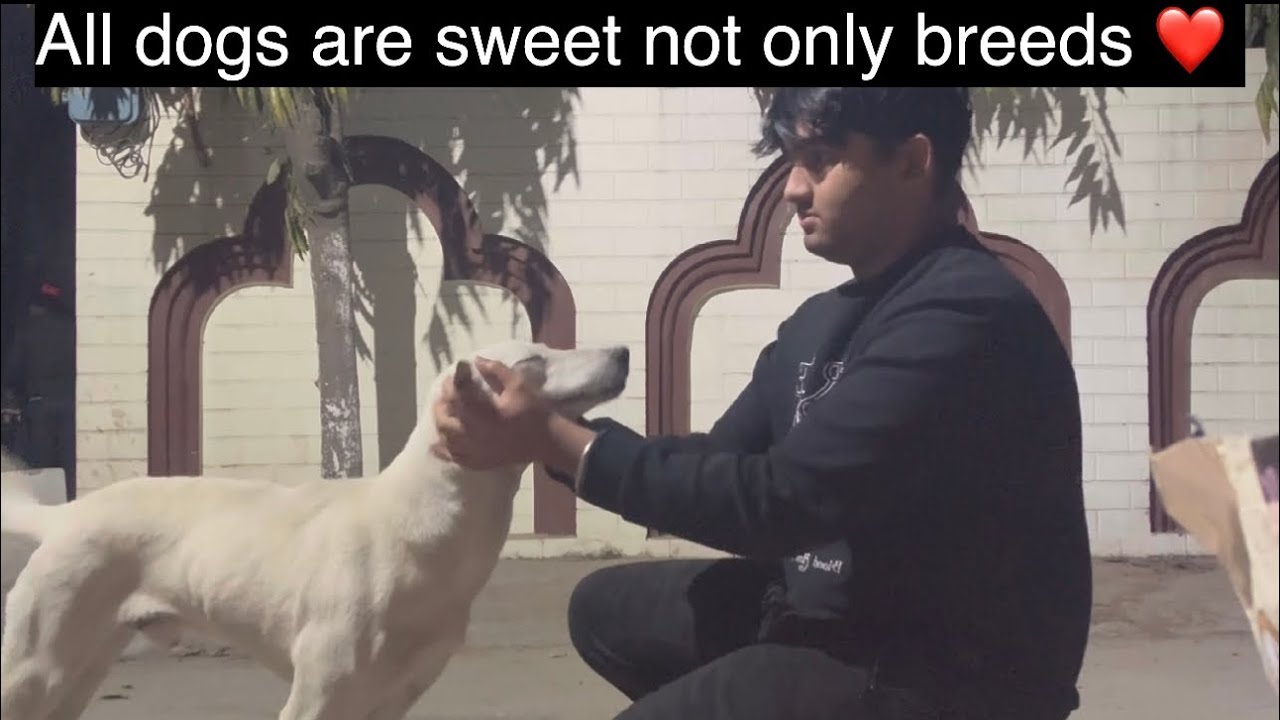 I Fed 8 Street Dogs Today 🐶❤️ (Emotional)