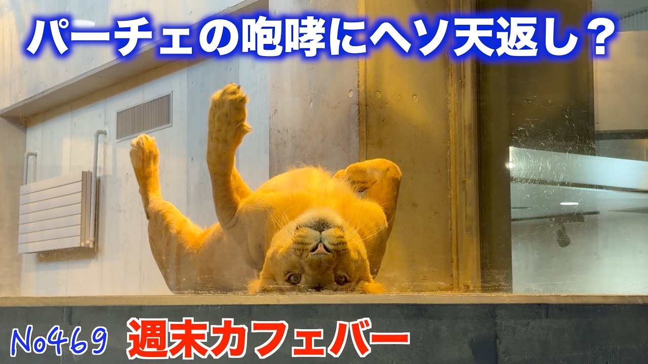 No469 週末カフェバー パーチェの咆哮にヘソ天返し？　円山動物園　#lion #オリトファミリー　#zoo
