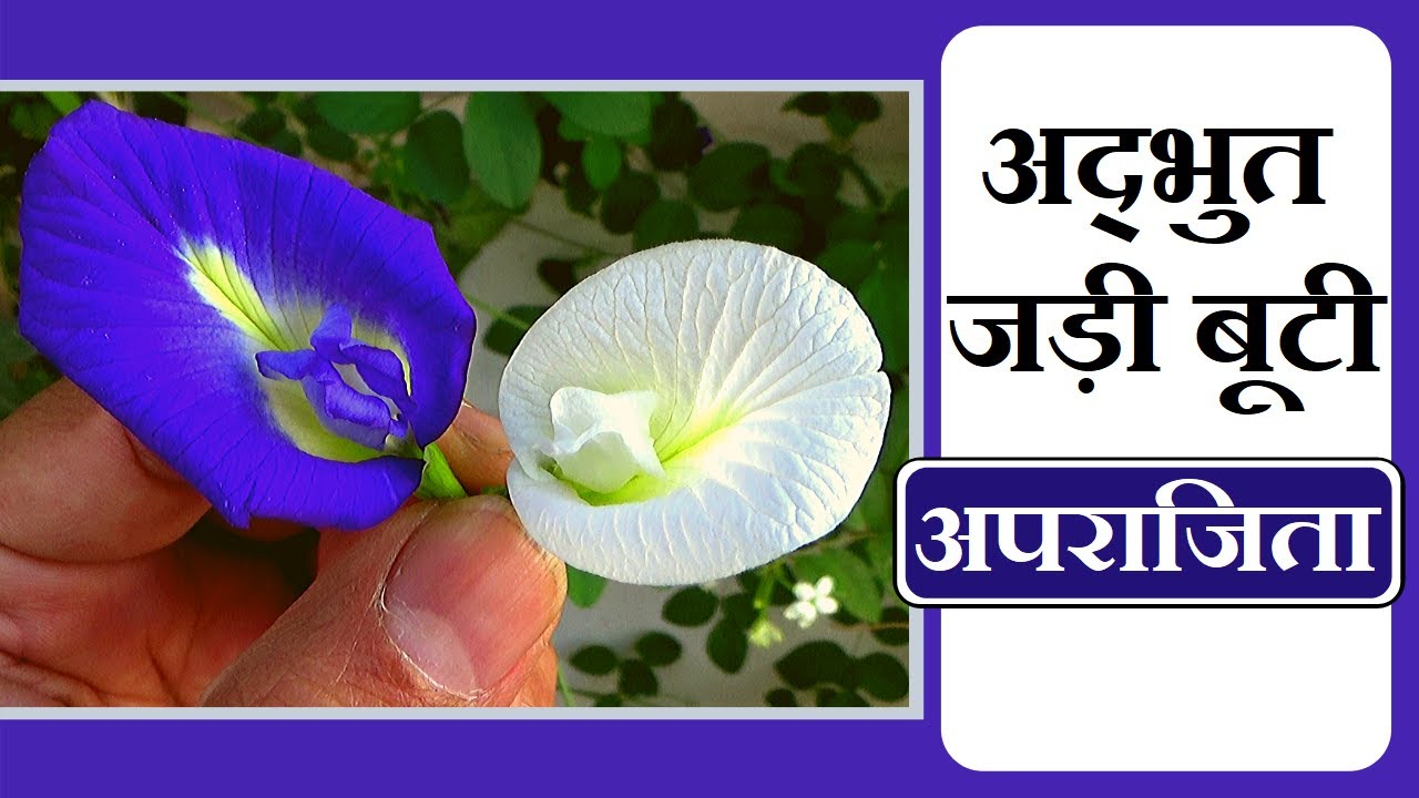 अपराजिता, पहचान और फायदे │Clitoria Ternatea Identification & Benefits, Health Channel Vishal Sathye