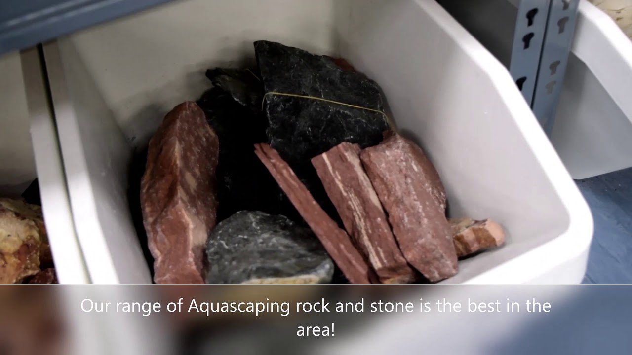 An introduction to Premier Aquatics shop.