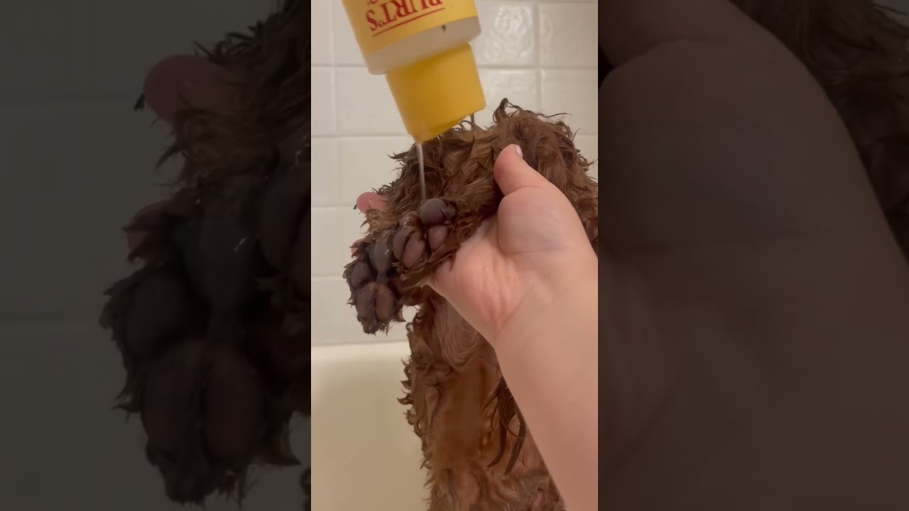 DOGGY SHOWER ROUTINE #cavapoo #cutedogs