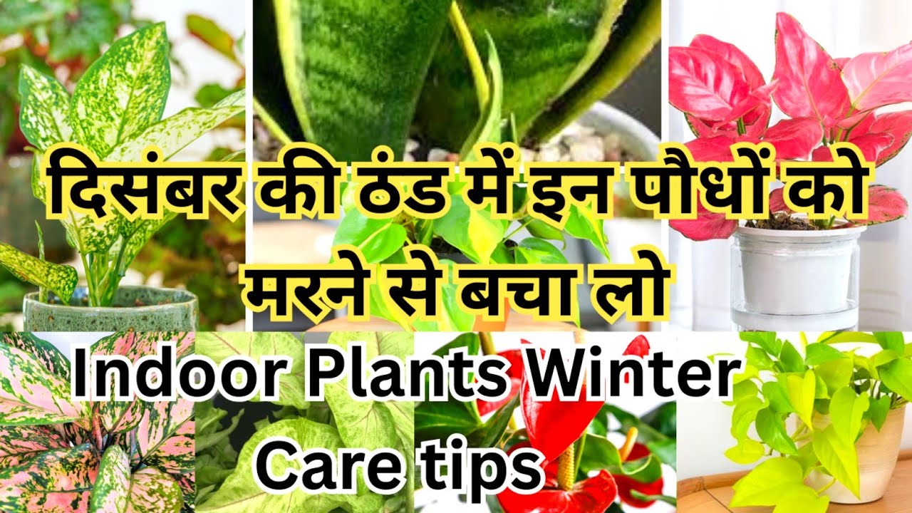 How To Take care of Your Houseplant In Winter Season | Indoor Plants Care | Indoor Plants Care tips