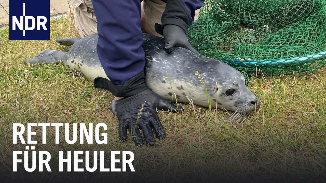 Hochsaison für den Seehundjäger | Die Nordreportage | NDR Doku