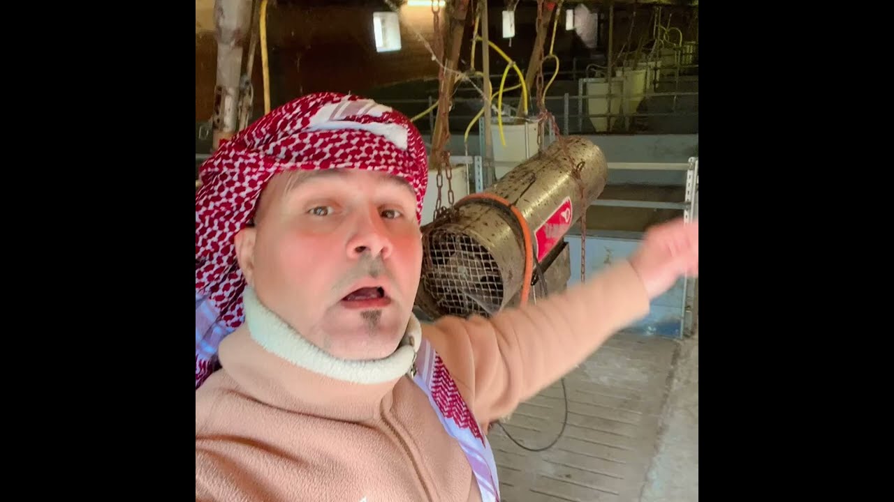 حقول الخنازير