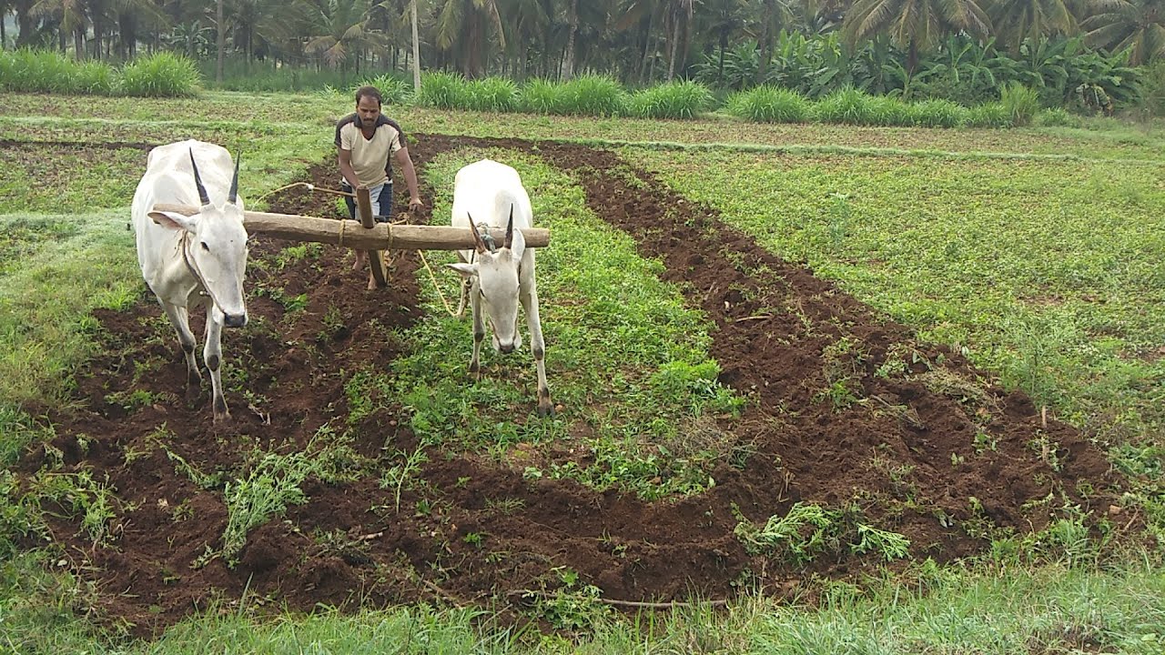 Antiquated method of plough by OX | Agriculture of India  | Indian Old Agriculture | in karnataka