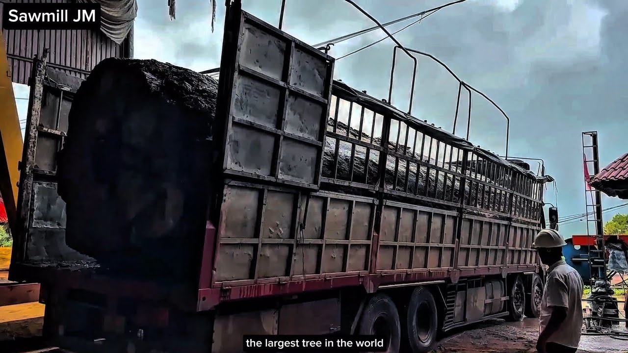 cutting down the world's largest tree at the sawmill