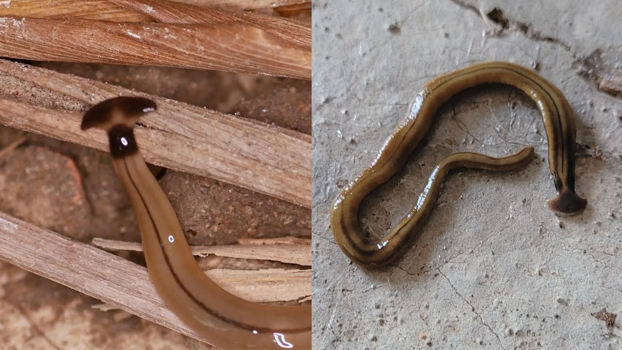 Hammerhead Flatworms Are Gross and Bad