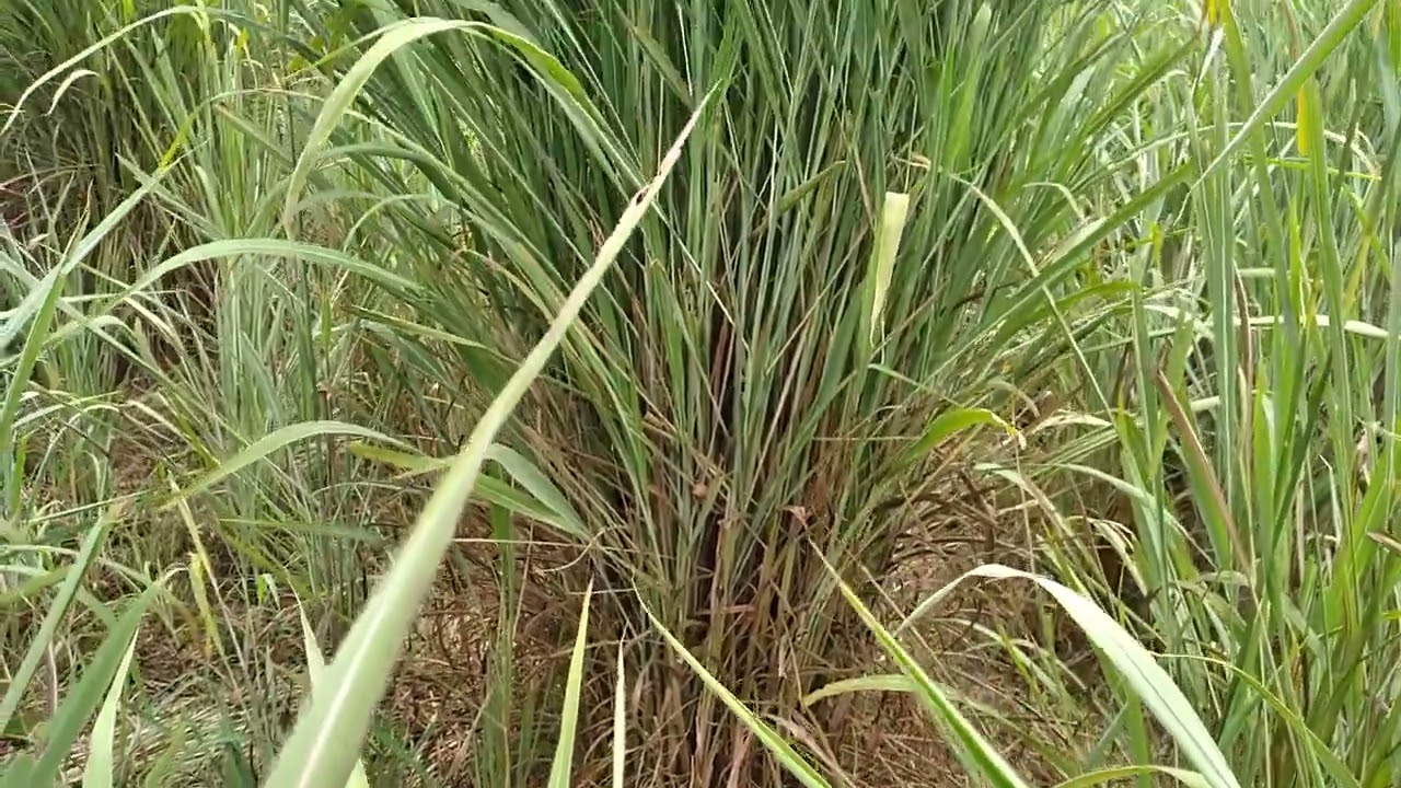 CAPIM ANDROPOGON
