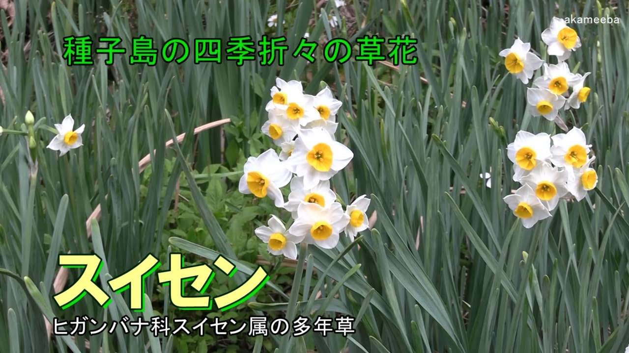 スイセン 真冬の寒い時期花茎の先に芳香性のある白い花を咲かせた開花風景令和8年AIナレーション案内 - 種子島の四季折々の草花