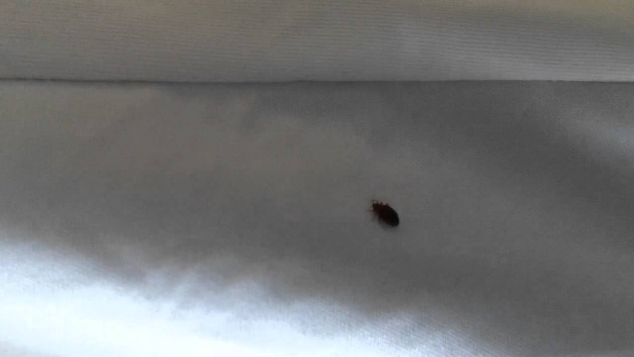 Single Bed Bug Caught on Camera on Bed