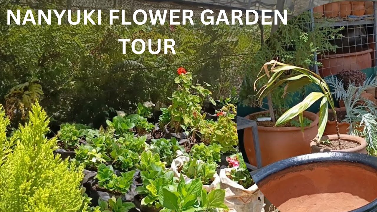 CHECK OUT THIS AMAZING FLOWER GARDEN TOUR IN NANYUKI #nature #naturelovers #flowers #garden