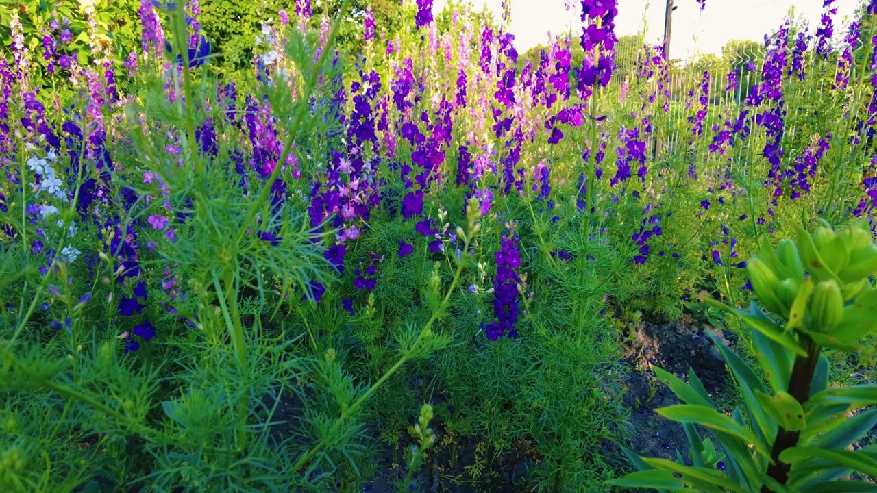 Summer in the Village Delphiniums and Bees
