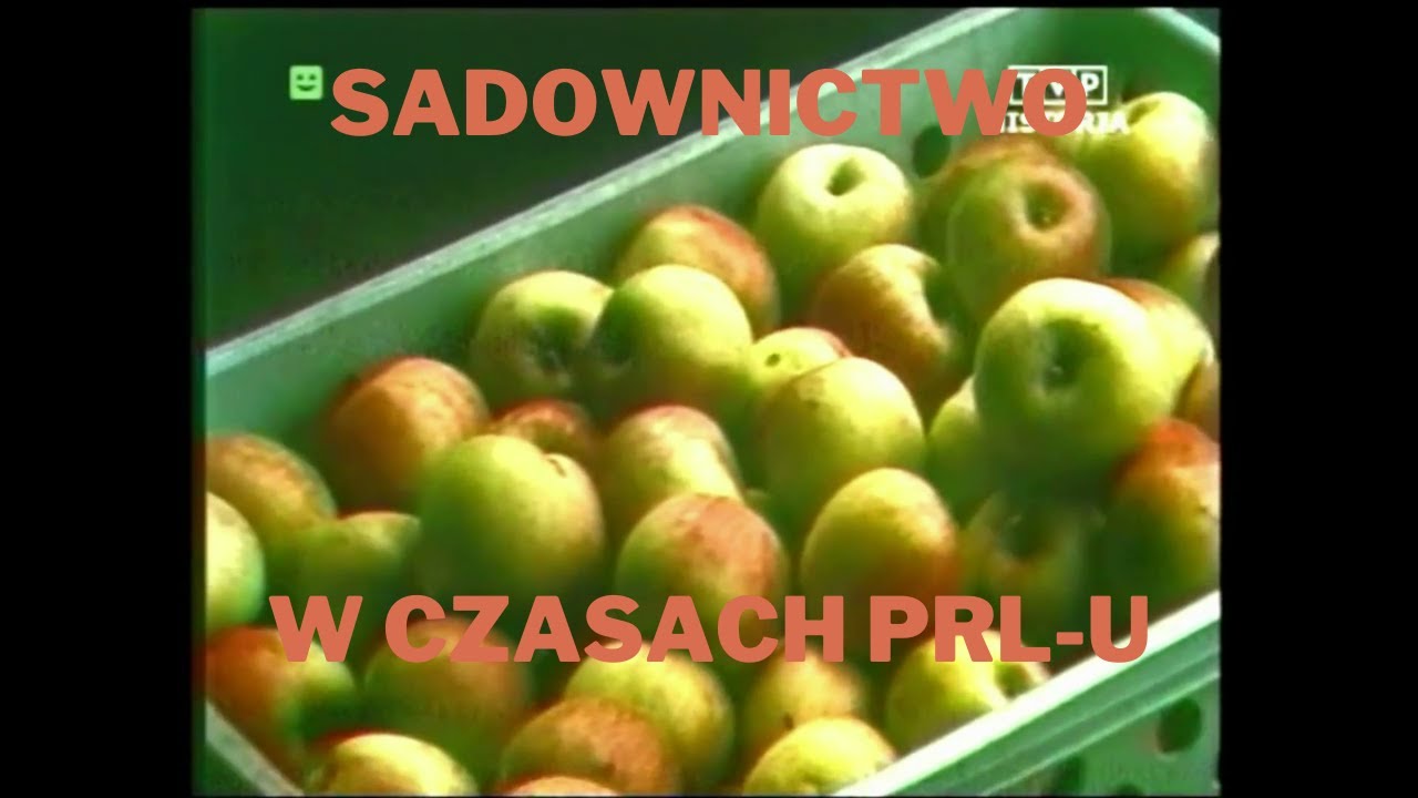 Sadownictwo w czasach PRL-u: skupy owoców w Toruniu/kombinat rolny Pyrzyce/akcja otwarte sady