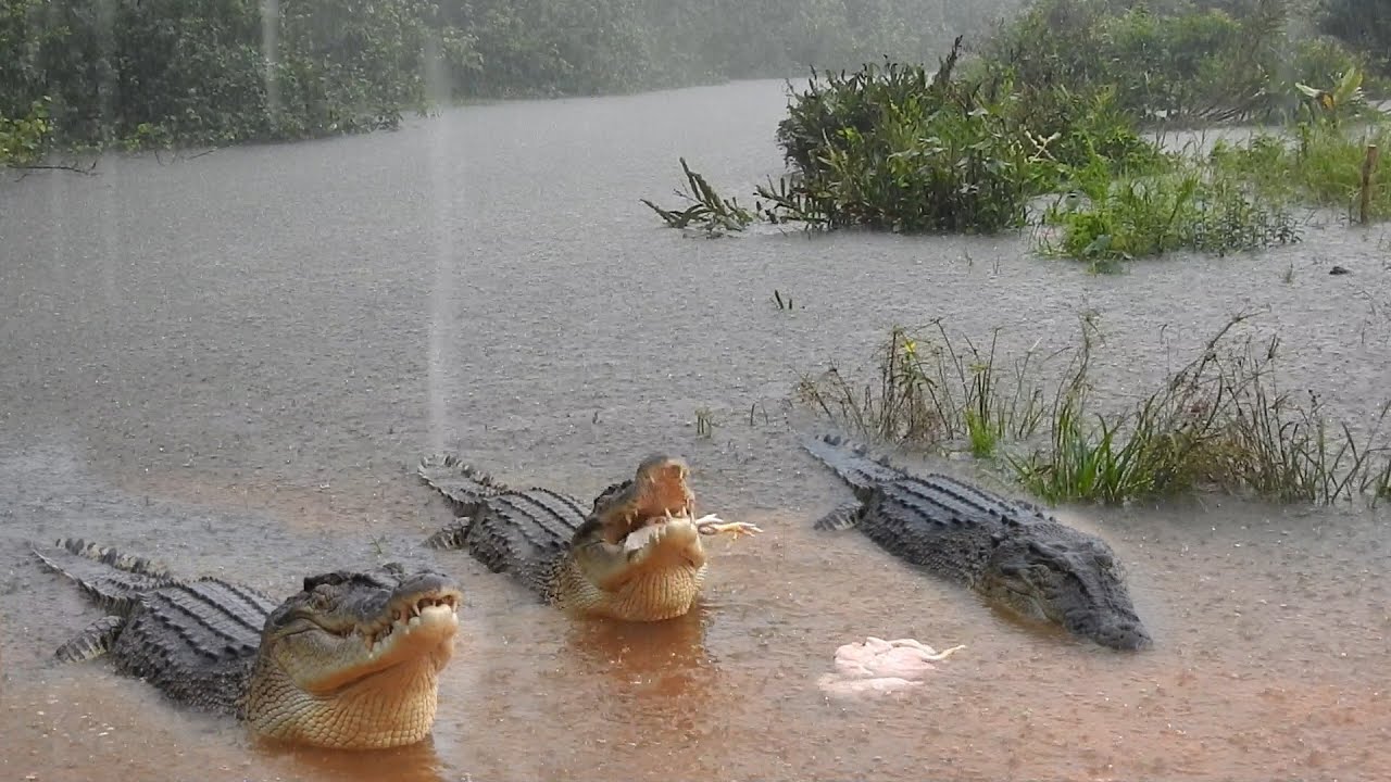 Buaya pendatang baru bergigi rapat dantang saat hujan lebat !!!