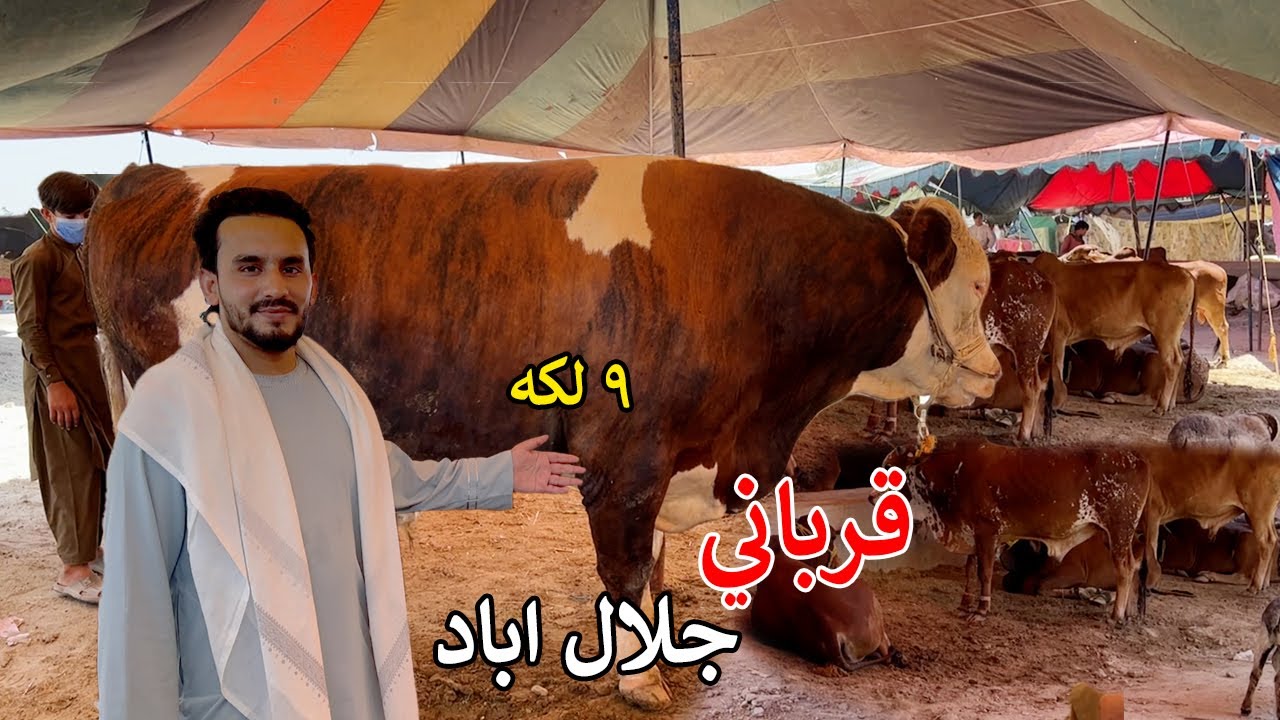 Eid Bazaar in Jalalabad | Animal Market | اختر مال بازار جلال اباد