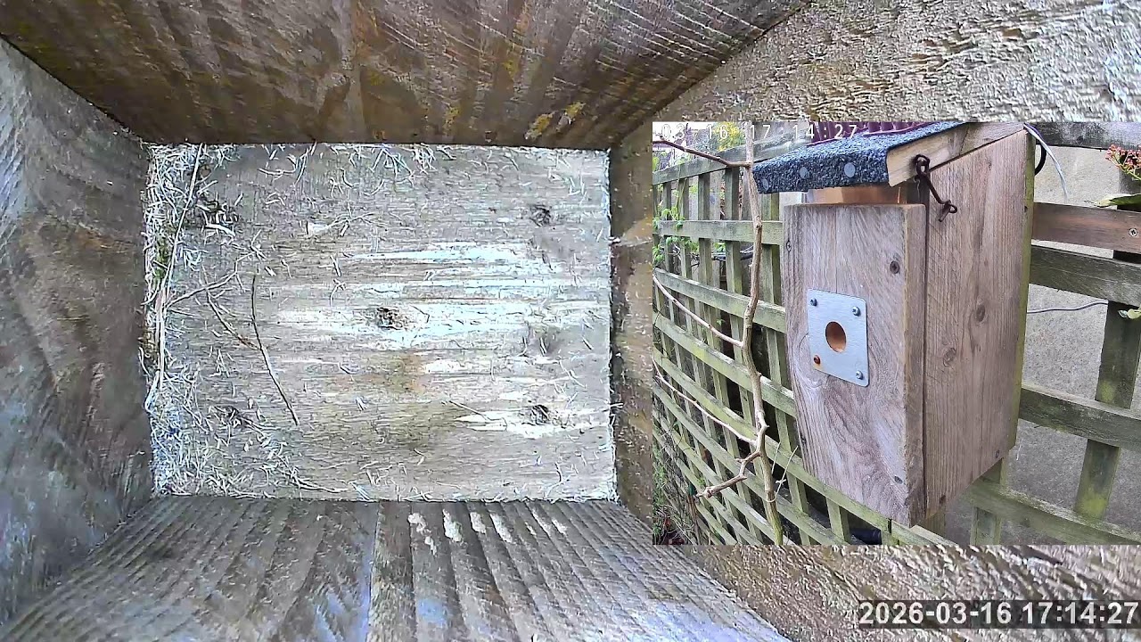 SoBo Nest Box Live Stream