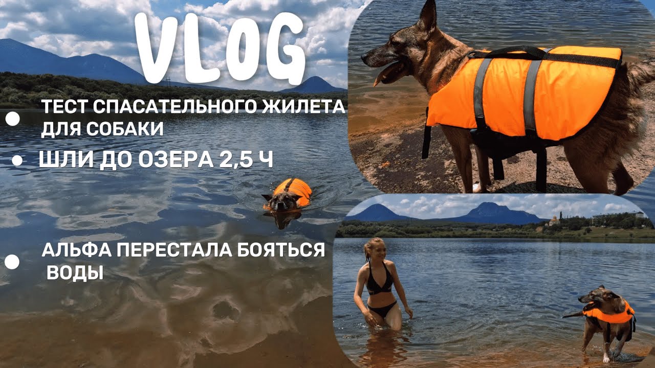 ВЛОГ / С СОБАКОЙ НА ОЗЕРО / ТЕСТ СПАСАТЕЛЬНОГО ЖИЛЕТА ДЛЯ СОБАКИ ЗА 1000 РУБЛЕЙ