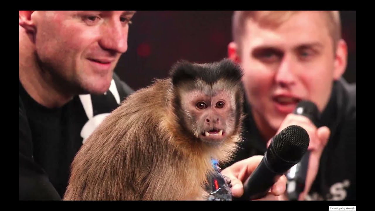 Konferencja MMA VIP 4 Tomek CHIC vs Żurom , GSP vs Boski Roman ... Face to Face ... #mmavip #shoty