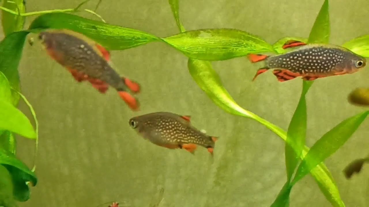 Рыбки в креветочнике/Мой 30 л аквариум в июне/Fish and shrimp in my 30 l tank in June