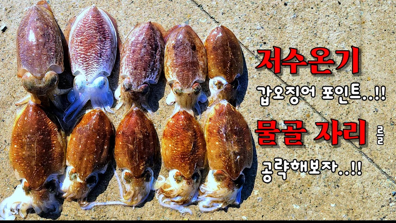 저수온기 갑오징어 시즌..!! 수심이 깊고 조류 흐름이 좋은 물골자리를 공략해 보세요..!!#갑오징어#갑오징어낚시#갑오징어워킹낚시