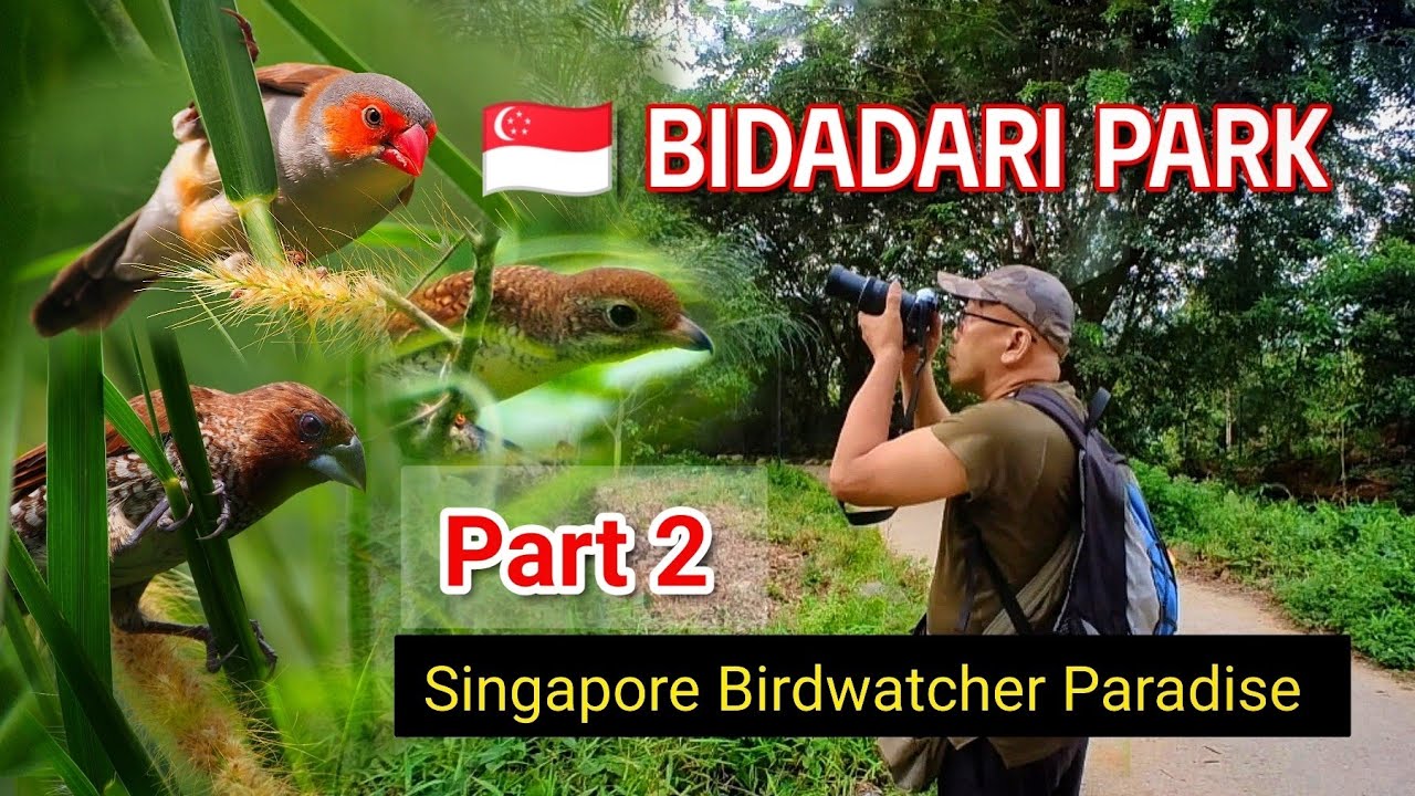 2024 Bidadari Park: Singapore's Newest Birding Paradise | #SabahanBirdwatcher