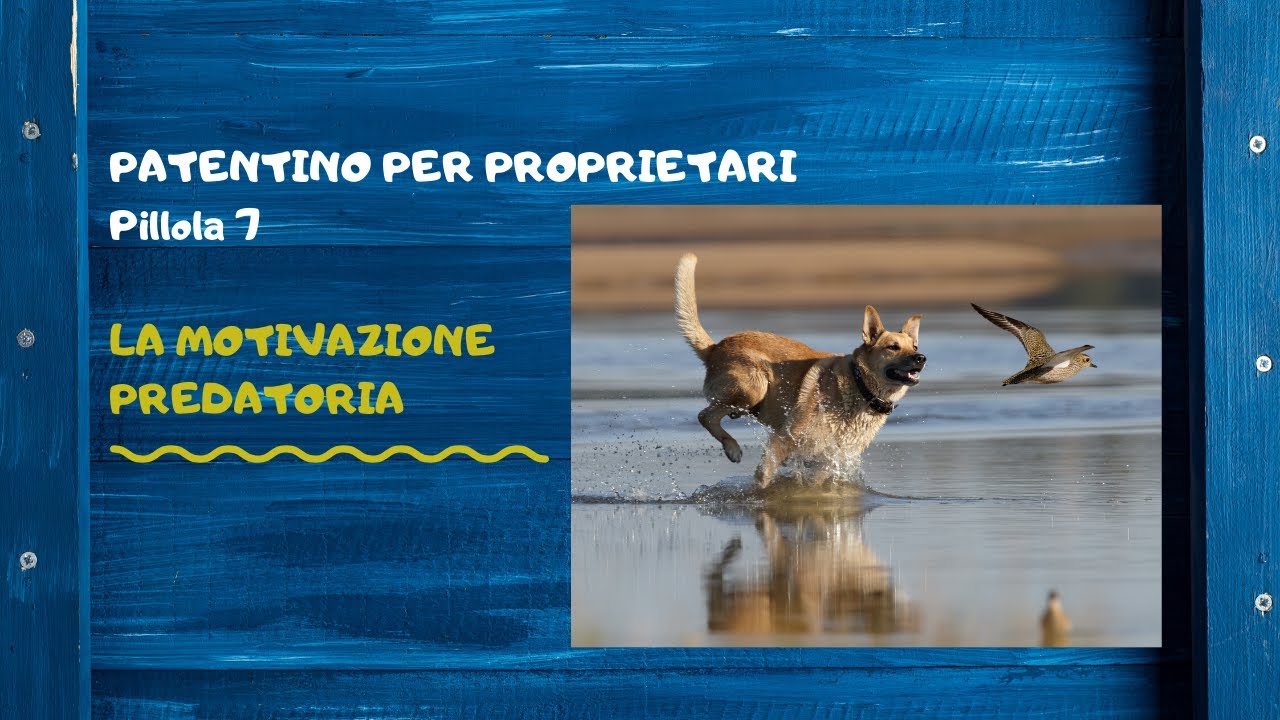 Pillola 7 - La Motivazione Predatoria del cane