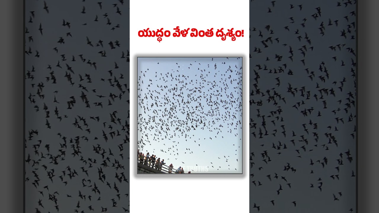 Thousands of Crows Swarm Tel Aviv Sky! || Inside Truths