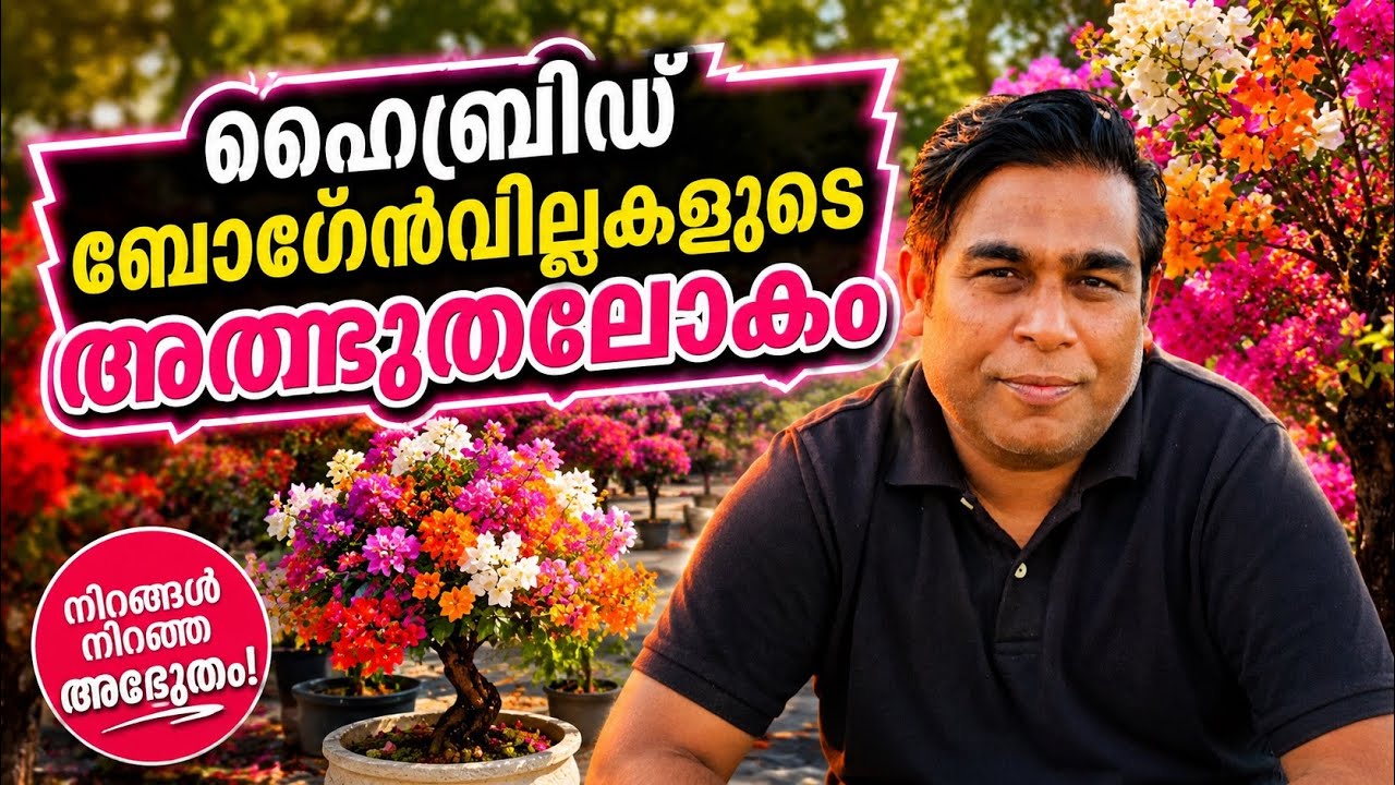 ഇത്രത്തോളം ബൊഗൈൻ വില്ലകൾ നിങ്ങൾ കണ്ടിട്ടുണ്ടാവില്ല |Hybrid Bogain Villa