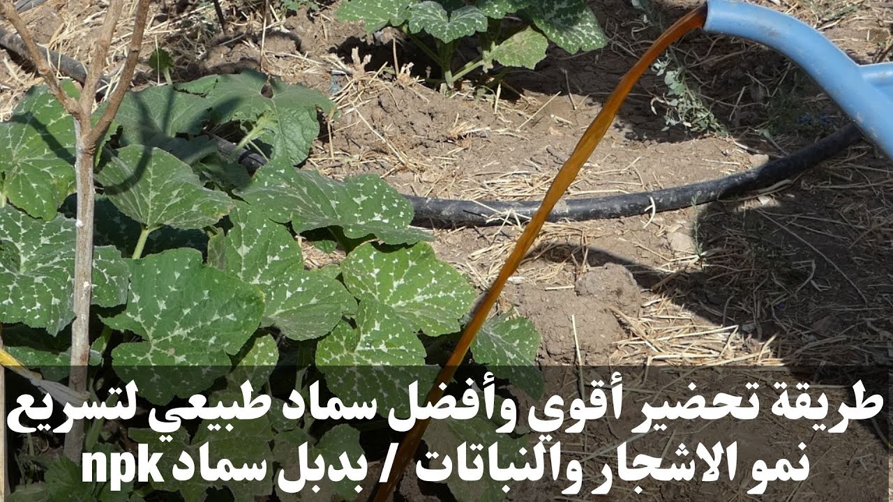 طريقة تحضير أقوى وأفضل سماد طبيعي لتسريع نمو الاشجار والنباتات و لمختلف مراحل نموها / بديل سماد npk