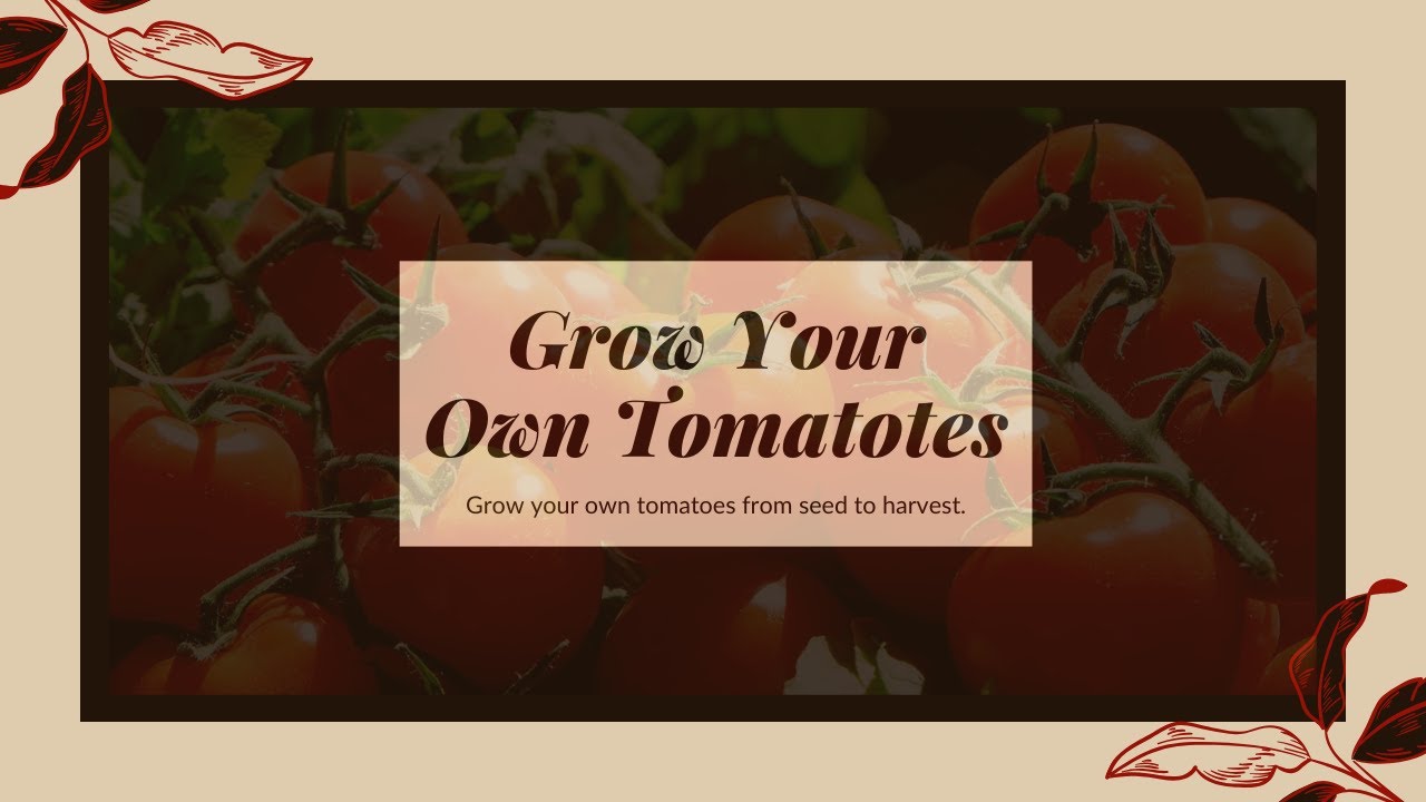 Mastering Tomato Seed Production: Step-by-Step Guide for High-Quality Seeds