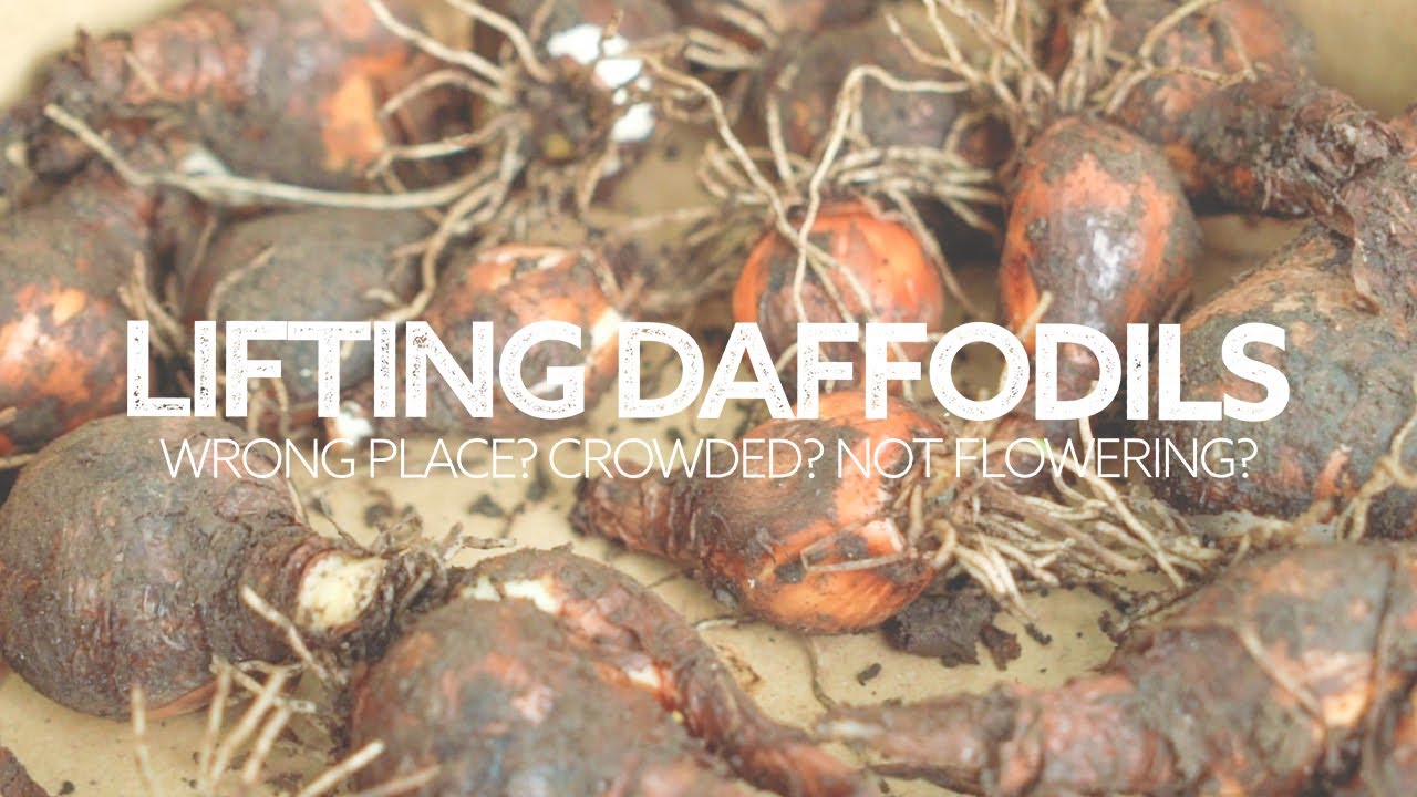 How to Lift and Divide Daffodils in the Green... in Spring! | Solve Your Daffodil Problems!