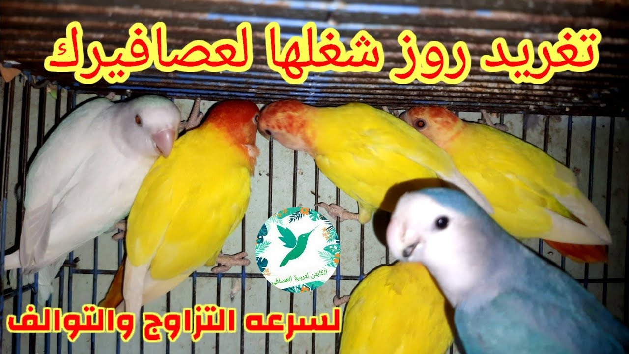 تغريد روز/صوت روز /شغلها لعصافيرك مش هتندم لتسريع التزاوج والتوالف