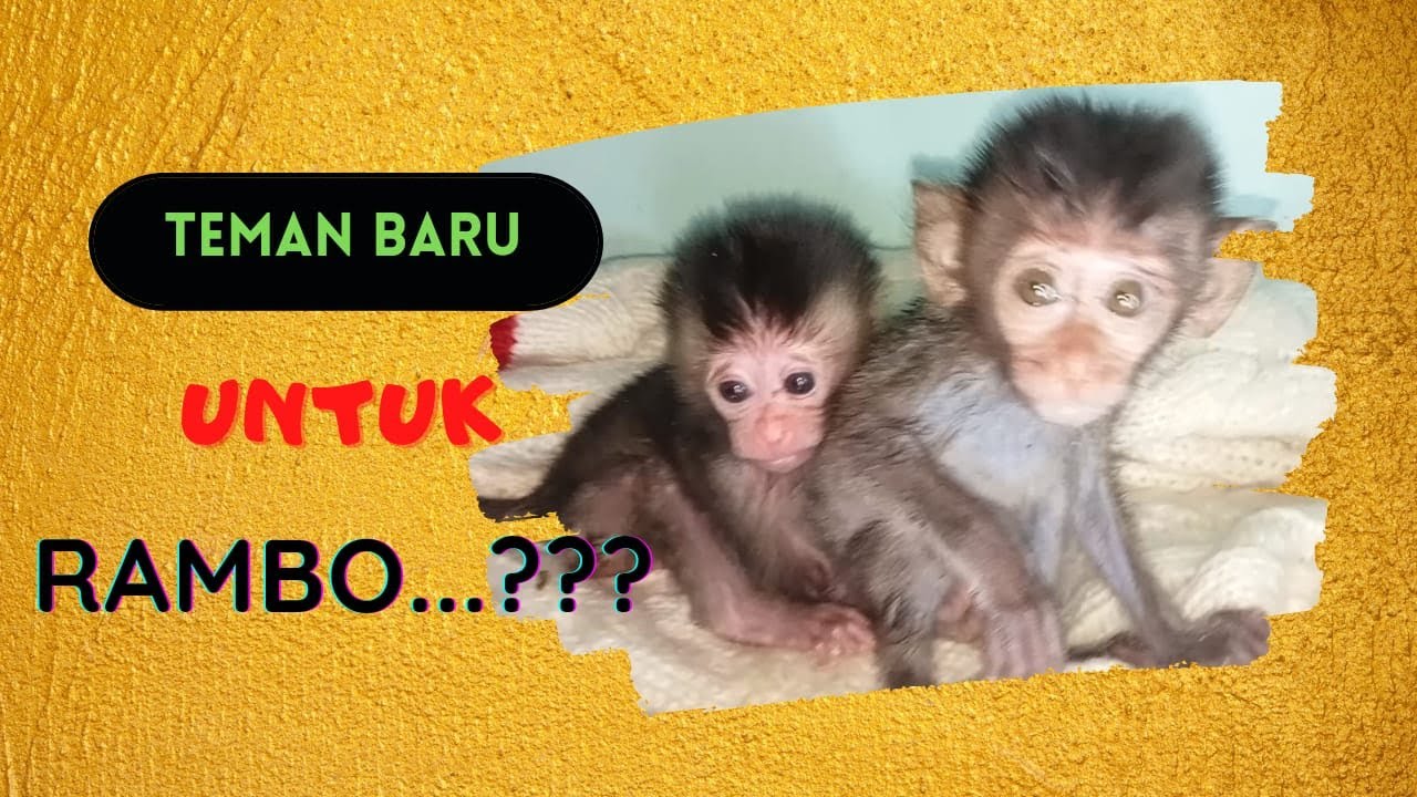 baby monkey (rambo) kedatangan teman baru