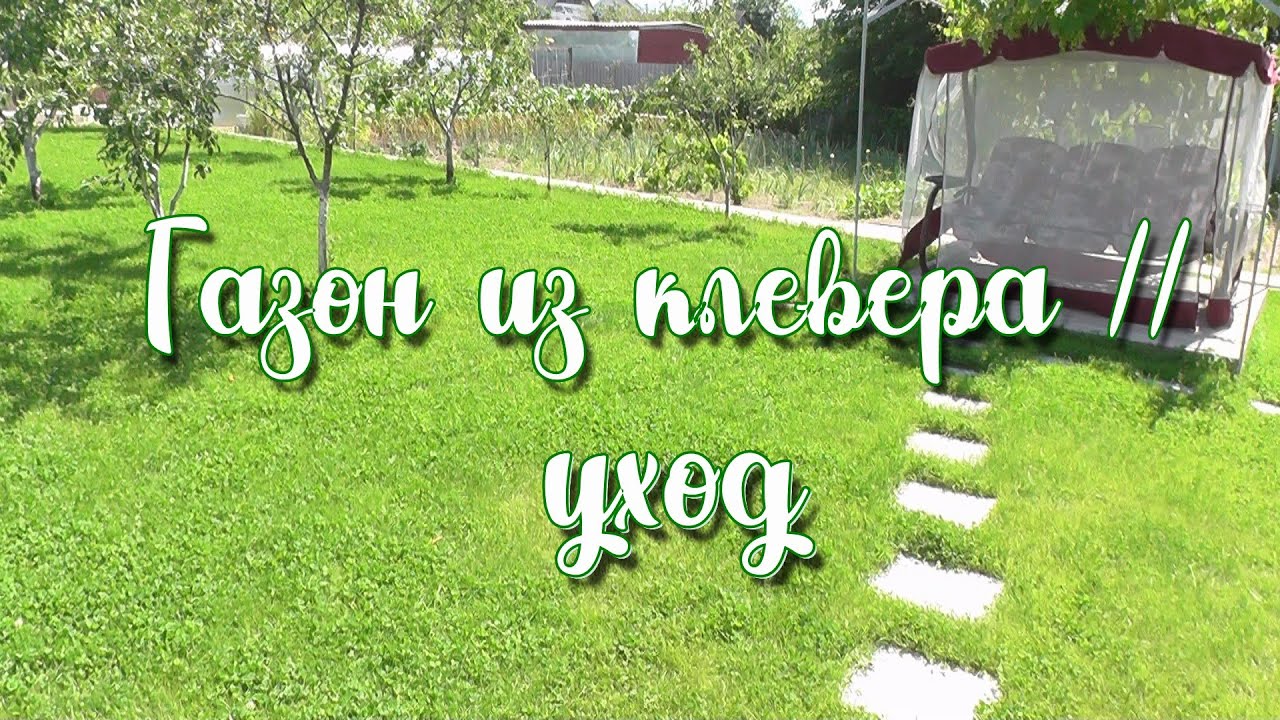 Газон из клевера