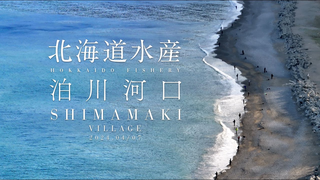 4月7日 北海道島牧村 泊川河口 空撮 海サクラマス 桜鱒