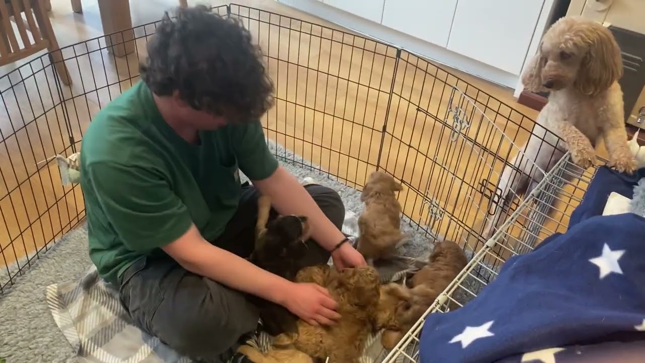 Pupdate 15