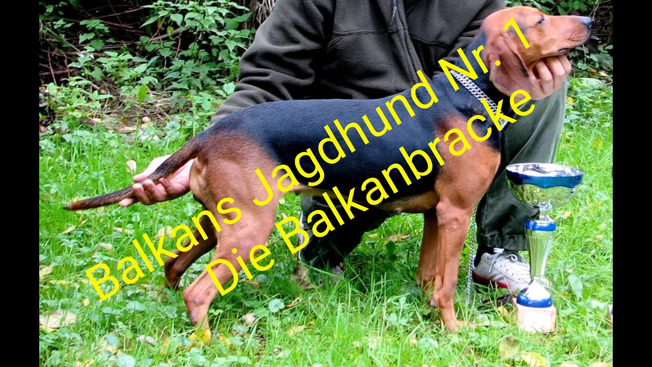 Die Balkanbracke ,Balkans Jagdhund Nr. 1