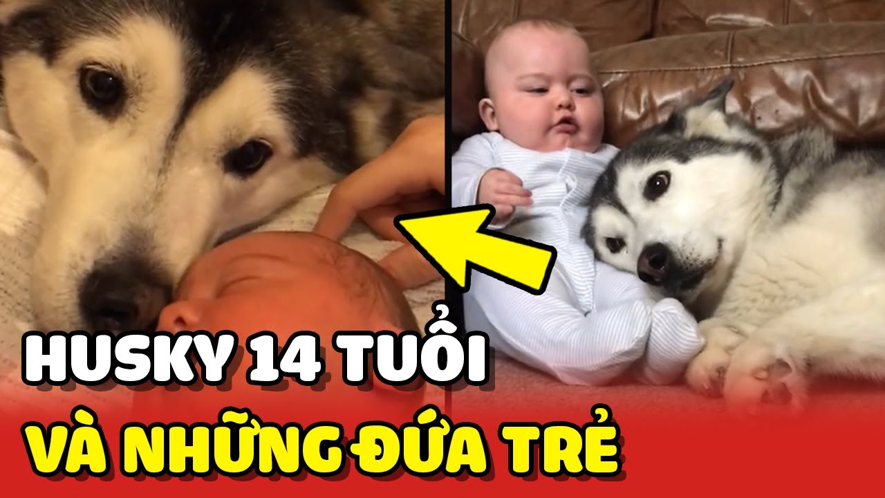 Chú chó Husky 14 tuổi và hành trình cùng những đứa trẻ lớn lên ❤