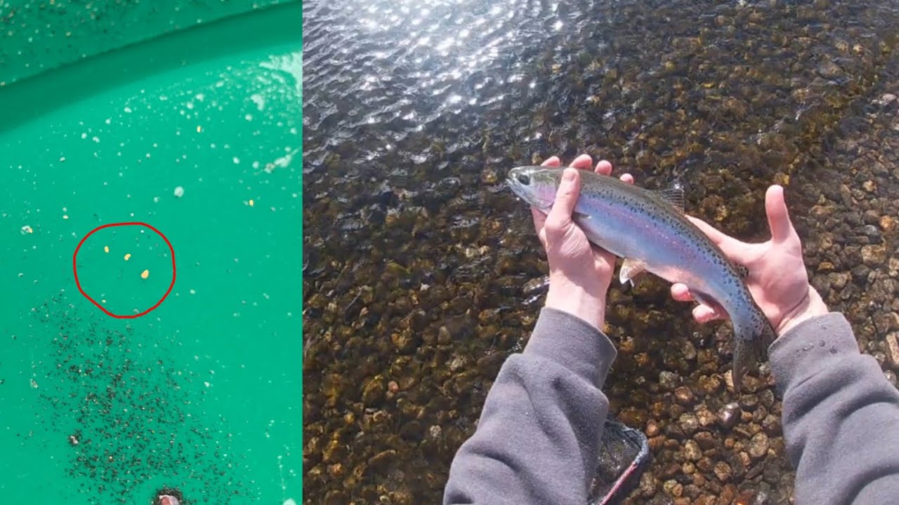 Fishing The Columbia River for Rainbow Trout While Gold Panning