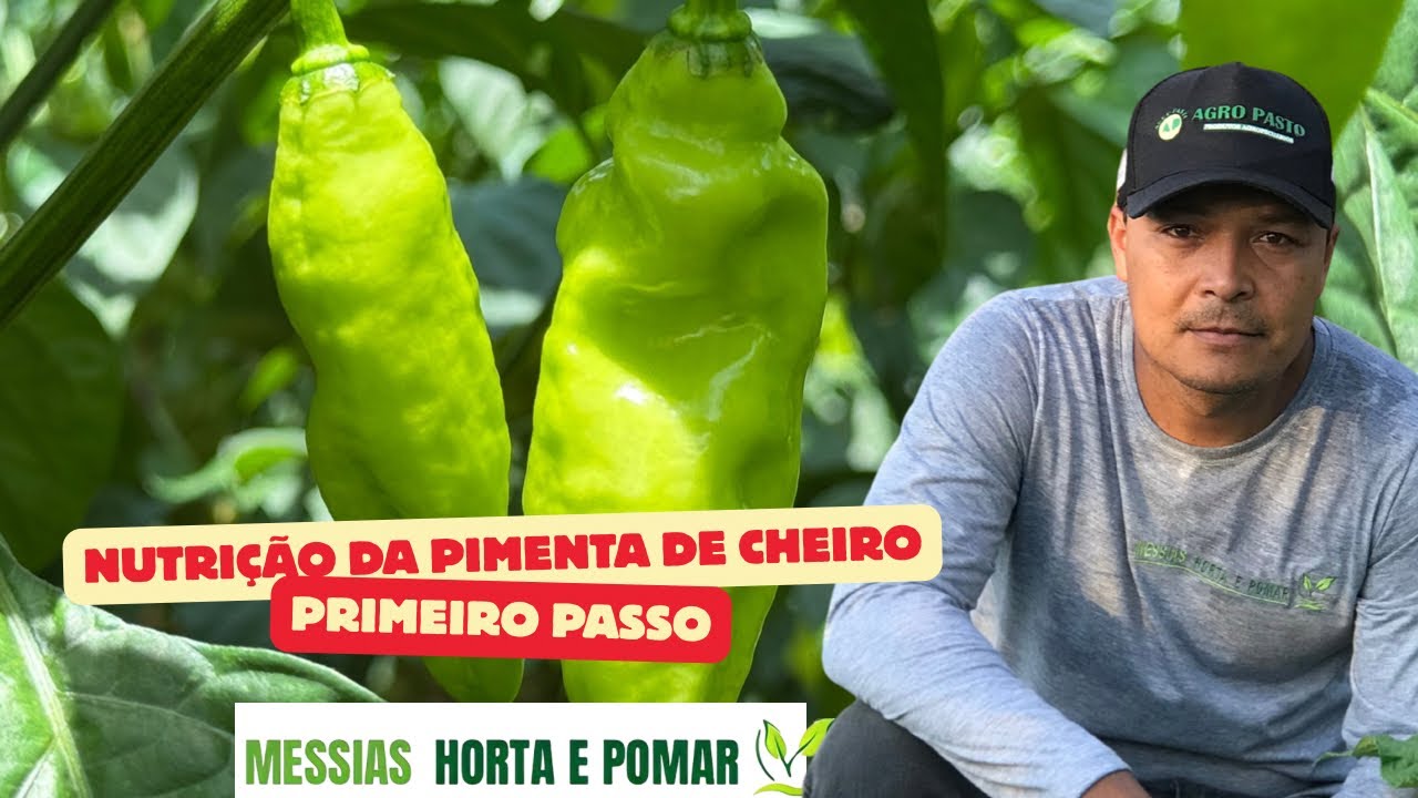 Gesso Agrícola, Quando Aplicar na Pimenta de Cheiro ?