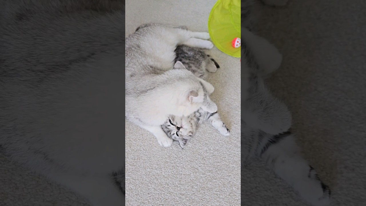 Ты мой сладкий сын! Я люблю тебя! #котята #кошки #мурлыканье