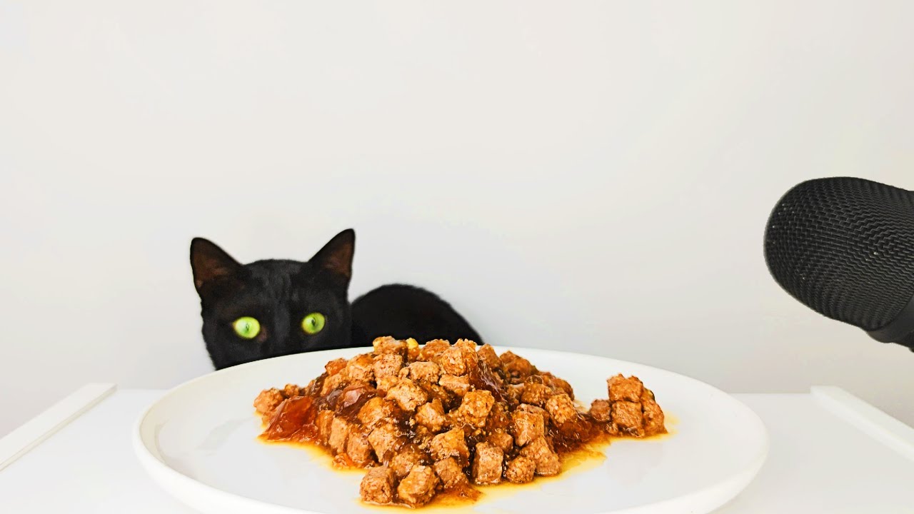 Cat eating Salmon cat food ASMR