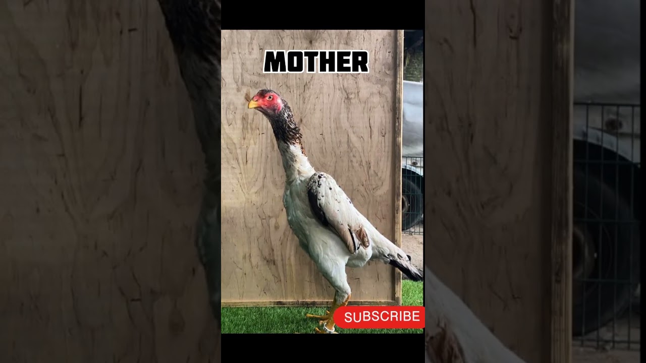 Cross Match of Father and Mother in aseel #aseel #birds #henegg #viral #birdslover #egg #hatching
