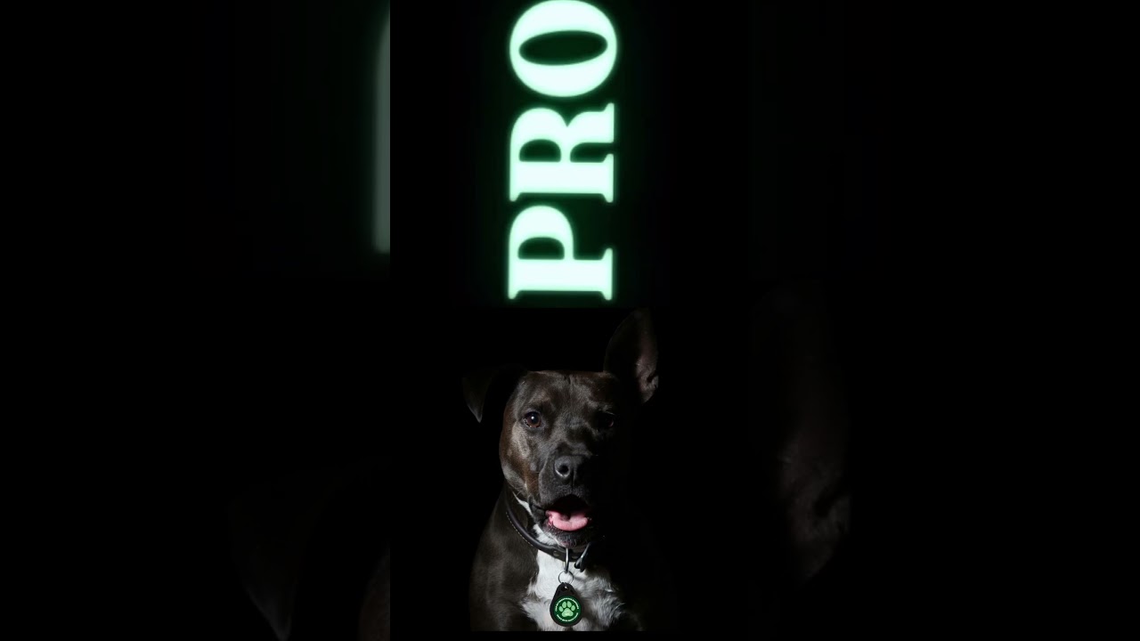 NFC Hundemarke Pro jetzt kaufen! Die modernste Hundemarke der Welt 🌍