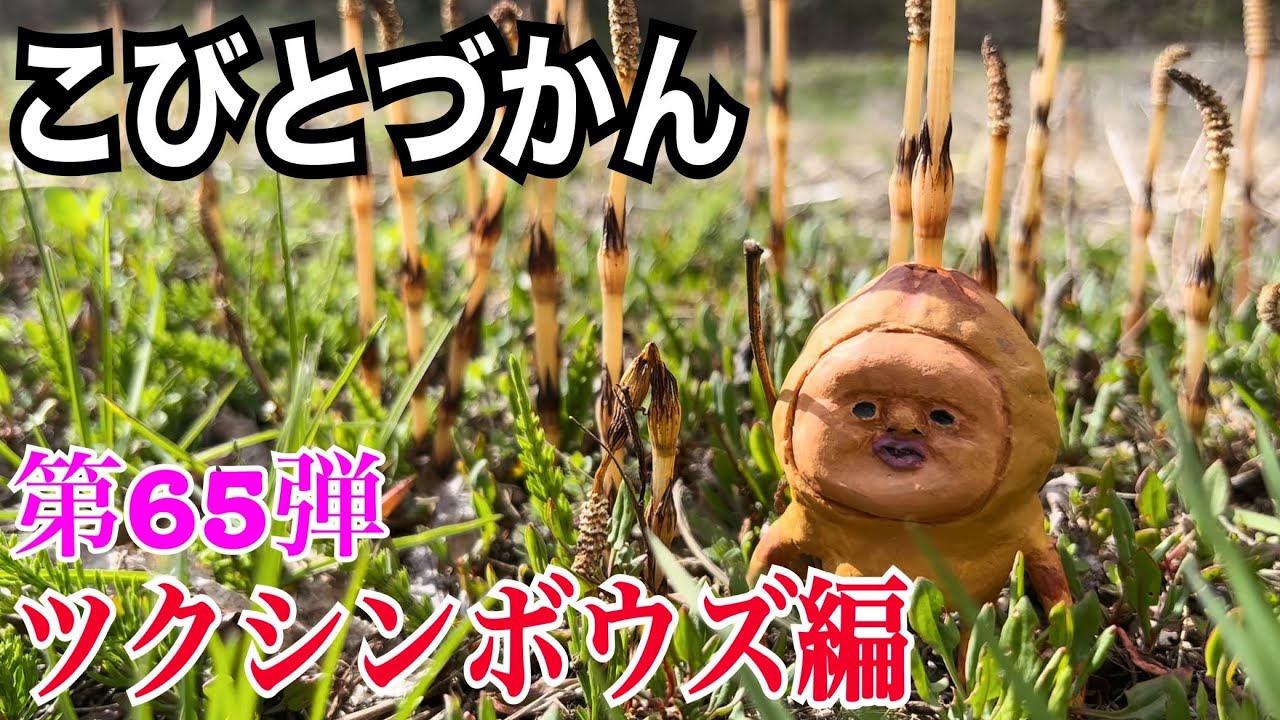 【こびとづかん】ツクシンボウズ見つけるまで帰れま10！！！