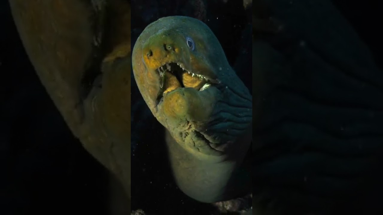 I Peered Into the Gaping Maw of a Moray Eel
