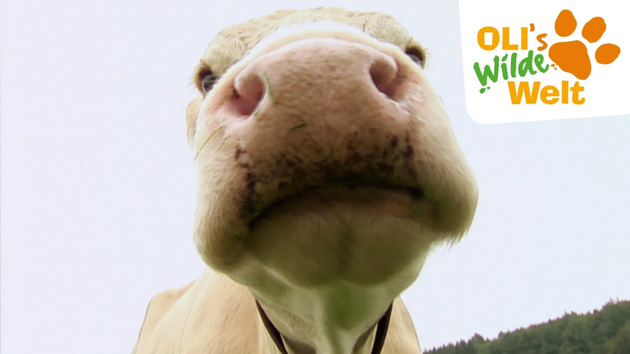 Wie ernähren sich Kühe? | OLI's Wilde Welt