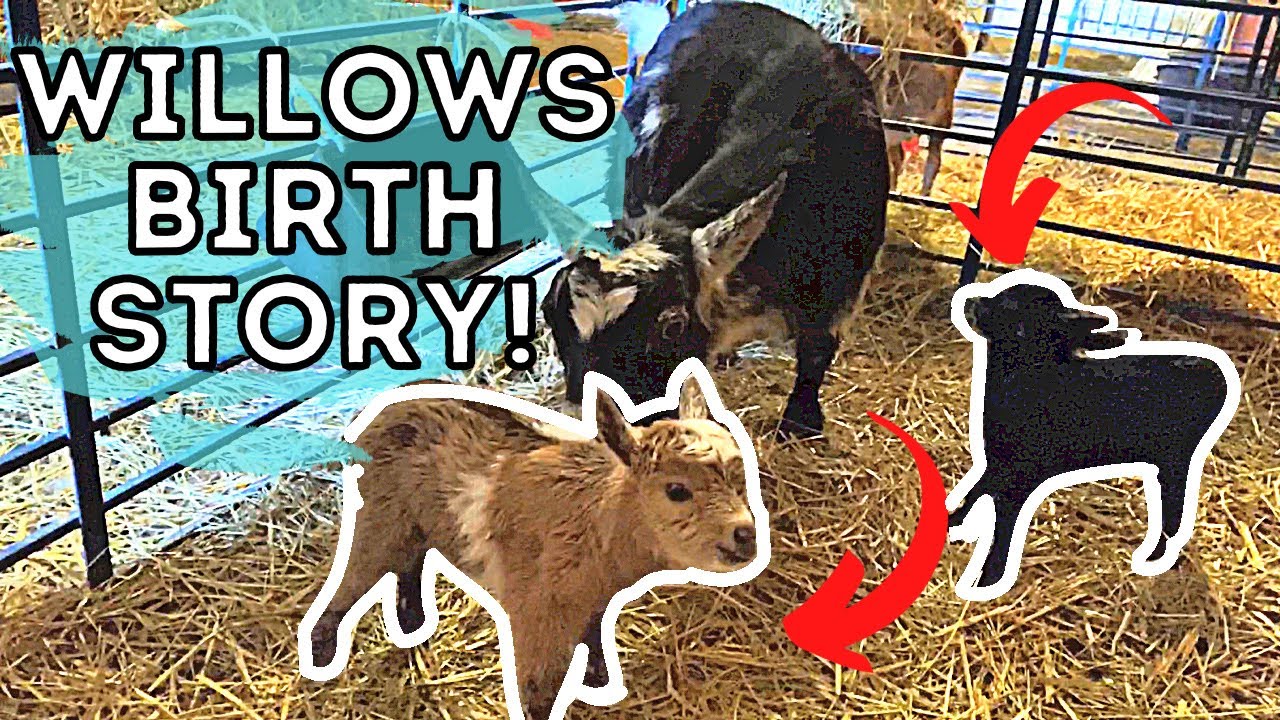 Our MINI Goat Had BABIES!   You Push Momma and I'll Pull!  Nigerian Dwarf Goat Gives Birth!